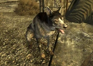 Rey.jpg (150 KB) Rey