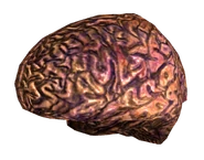 Your brain.png (716 KB) Il tuo cervello