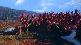 The-Cranberry-Bog-is-Based-on-the-Real-Cranberry-Glades.jpg