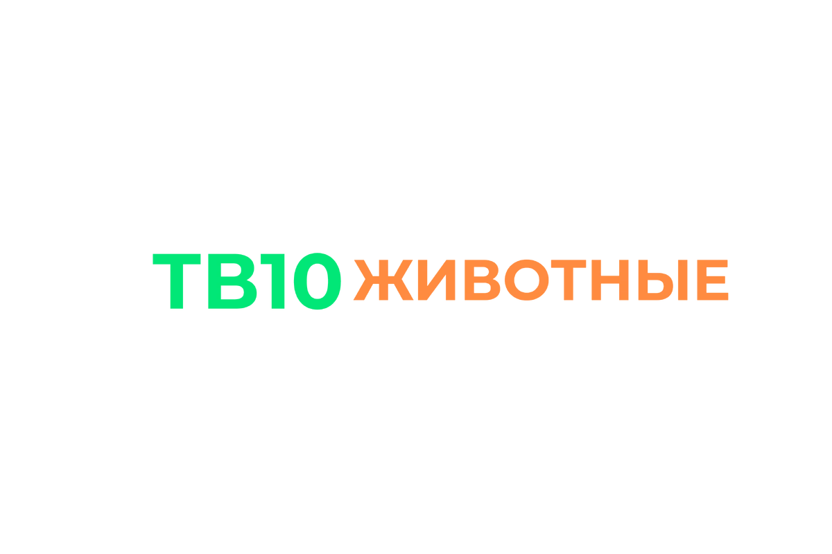 ТВ10 Животные | ИТК-телеканалы Вики Вики | Fandom