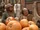 4x11 The Gang Cracks the Liberty Bell - pumpkins.jpg