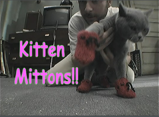 A kitten wearing mittens.