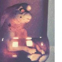 Gnome Of Girona It S Something Wiki Fandom Gnomo, castellón de la plana. gnome of girona it s something wiki