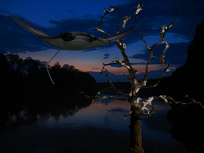 Flyingray.png