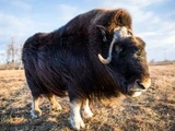 Muskox of Noyon Uul