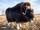 Muskox of Noyon Uul