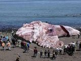 Gigantic Giant Squid