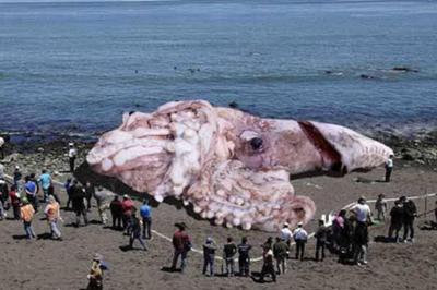 400px-A giant squid related to Fukushima did not wash ashore in California. The photo is fake, and originated from a beached whale photo snapped in 2011..jpg