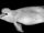 Sawtooth Dolphin