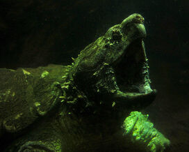 Snappingturtle1.jpg
