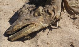 Mystery creature washed up on Easthaven beach