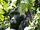 Pygmy Gorilla