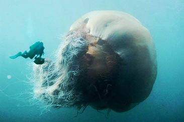 jellyfish　W. Tillmans W. ティルマンス Oldest adult jellyfish fossil ever found is over 500 million