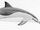Senegal Dolphin