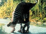 Papuan Iguanodon