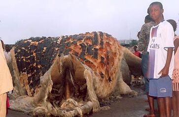 Conakry 2.jpg