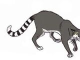 Sundanese Horned Cat
