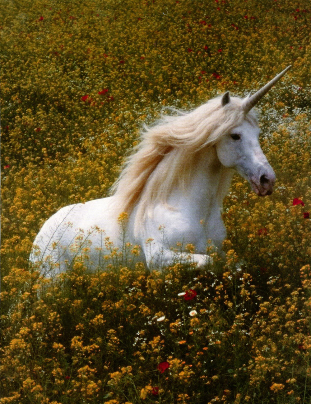 Unicorn | It's Something Wiki | Fandom, image size:1000x1297