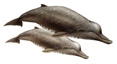 Arnoux's beaked whale1342722207109