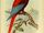 Jamaican Red Parrot