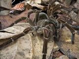 Papuan Giant Spider