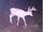 Ghost Deer