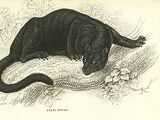 Appalachian Black Panther