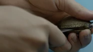 Brainscasino.png (2.63 MB)