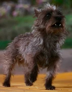 The Toto - «The Wizard Of Oz». American musical fantasy film 1939.jpg (43 КБ)