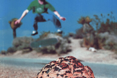 Big Brother Issue 12 | Jackass Wiki | Fandom