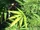 Cannabis