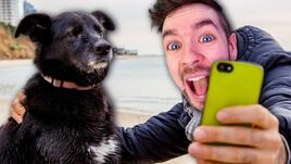 4 ANIMAL GAMES,1 VIDEO image