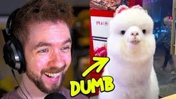 The Internet's Dumbest Animals image