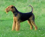 714px-Airedale-terrier-charles14m