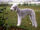 Bedlington Terrier