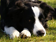 04-border-collie-ruede