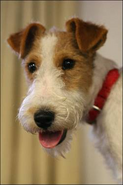 Foxterrier Kopf