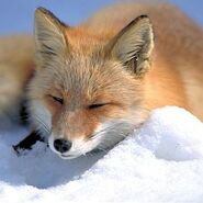 Reineke fuchs fox