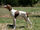 English Pointer