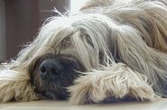 Briard 2