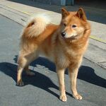 Finnish Spitz 600