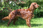 Irish-setter