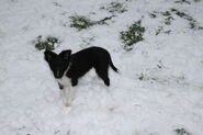 Sammy im Schnee