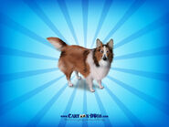 Shetland Sheepdog