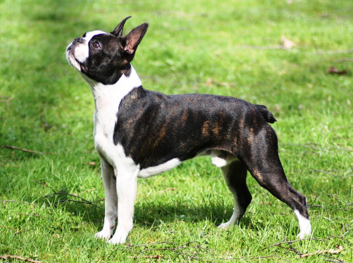 Boston Terrier Jackys Hunde Wiki Fandom