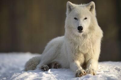 Image Oliver Krueger polarwolf klein-auheim.jpg