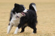 Ub00002h1-border-collie