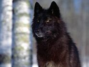 schwarzer Wolf