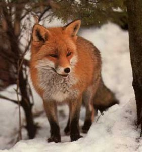 Fuchs1b-281x300.jpg