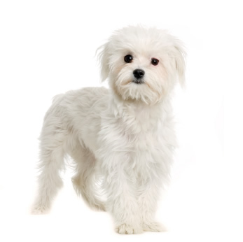 Malteser | Jackys Hunde Wiki | Fandom